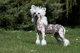 CHIEN NU CHINOIS 073